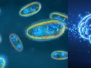 Este es el parásito que tiene un tercio de la población en el cerebro: ¿cómo se detecta?