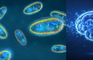 Este es el parásito que tiene un tercio de la población en el cerebro: ¿cómo se detecta?