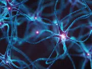 Estas son las neuronas ‘dormidas’ que se activan solas y están vinculadas al dolor neuropático crónico