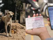 Proyecto de ley ‘Huellas Vivas’: conozca los detalles de esta iniciativa de protección animal y los cambios que propone para el Soat