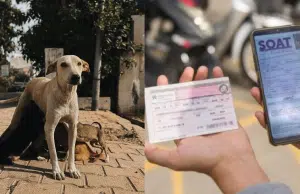 Proyecto de ley ‘Huellas Vivas’: conozca los detalles de esta iniciativa de protección animal y los cambios que propone para el Soat