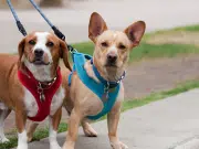 ¿Collar o pechera?: la pregunta que todo dueño de mascota debería hacerse, según expertos