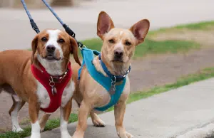 ¿Collar o pechera?: la pregunta que todo dueño de mascota debería hacerse, según expertos