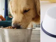 ¿Cómo elegir un alimento adecuado para su mascota? Cuatro claves nutricionales, según expertos