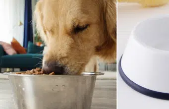 ¿Cómo elegir un alimento adecuado para su mascota? Cuatro claves nutricionales, según expertos