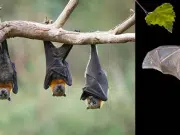 Científicos detectan al tipo de murciélago que podría ocasionar la próxima epidemia
