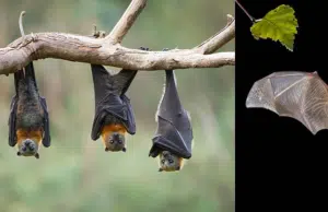 Científicos detectan al tipo de murciélago que podría ocasionar la próxima epidemia