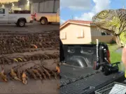 ‘Lluvia’ de iguanas en el sur Florida: el fenómeno que explica por qué el frío extremo las paraliza y las hace caer de los árboles
