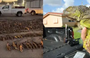 ‘Lluvia’ de iguanas en el sur Florida: el fenómeno que explica por qué el frío extremo las paraliza y las hace caer de los árboles