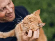 Cuando los gatos se pelean: cómo actuar sin poner en riesgo su bienestar