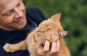 Cuando los gatos se pelean: cómo actuar sin poner en riesgo su bienestar