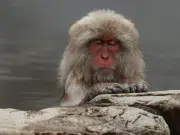 Aguas termales y monos japoneses: un hábito que cambia la biología de estos animales