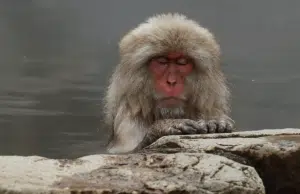 Aguas termales y monos japoneses: un hábito que cambia la biología de estos animales