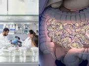 Identifican una bacteria intestinal ‘oculta’ vinculada al equilibrio del microbioma: podría orientar el desarrollo de nuevos probióticos