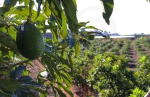 ¿Es malo para el medioambiente? El auge del aguacate ha puesto a esta fruta en el centro del debate ambiental
