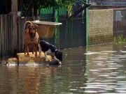 Los animales también sufren por las lluvias: así puede ayudarlos durante emergencias e inundaciones