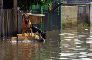 Los animales también sufren por las lluvias: así puede ayudarlos durante emergencias e inundaciones