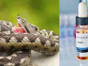 Instituto Nacional de Salud alerta por posible aumento de mordeduras de serpiente tras fuertes lluvias en Colombia