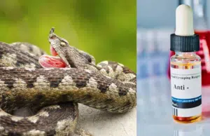 Instituto Nacional de Salud alerta por posible aumento de mordeduras de serpiente tras fuertes lluvias en Colombia