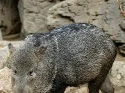 Hallan mamífero en el Parque Puracé que no debía estar en esa zona y genera interrogantes