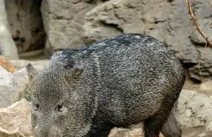 Hallan mamífero en el Parque Puracé que no debía estar en esa zona y genera interrogantes