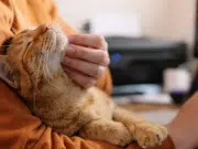 Un riesgo para su mascota: estudio revela que gatos caseros registran más bisfenol A por contacto con electrodomésticos y muebles