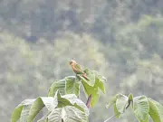 En fotos: Registran por primera vez en Huila a la cotorra pechiparda, una especie bajo amenaza de extinción y que es endémica de Colombia