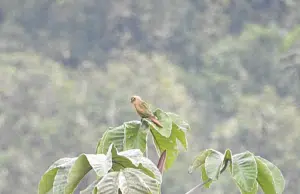 En fotos: Registran por primera vez en Huila a la cotorra pechiparda, una especie bajo amenaza de extinción y que es endémica de Colombia