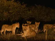 Viajar de noche: cómo el turismo nocturno está redefiniendo la forma de habitar los destinos