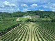 Serra Gaúcha en temporada de cosecha: un viaje entre viñedos, naturaleza y experiencias de bienestar en el sur de Brasil