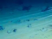 Minería en las profundidades del Pacífico: la fiebre por el níquel y el cobalto que amenaza la biodiversidad oceánica en la zona Clarion-Clipperton