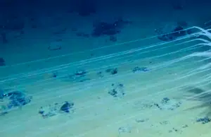 Minería en las profundidades del Pacífico: la fiebre por el níquel y el cobalto que amenaza la biodiversidad oceánica en la zona Clarion-Clipperton