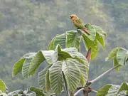 Histórico avistamiento en el Huila: registran por primera vez al periquito aliamarillo y el departamento alcanza 759 especies de aves