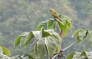 Histórico avistamiento en el Huila: registran por primera vez al periquito aliamarillo y el departamento alcanza 759 especies de aves