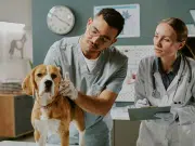 ¿Qué son los ftalatos y el bisfenol A, químicos presentes en juguetes y comederos para perros? Pueden causar alteraciones hormonales y cáncer