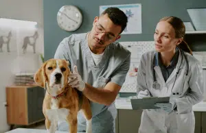 ¿Qué son los ftalatos y el bisfenol A, químicos presentes en juguetes y comederos para perros? Pueden causar alteraciones hormonales y cáncer