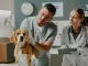 ¿Qué son los ftalatos y el bisfenol A, químicos presentes en juguetes y comederos para perros? Pueden causar alteraciones hormonales y cáncer