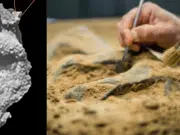 Científicos encontraron cráneo que no es humano ni neandertal: así es el espécimen que asombra a investigadores