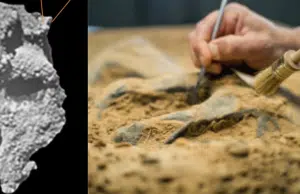 Científicos encontraron cráneo que no es humano ni neandertal: así es el espécimen que asombra a investigadores