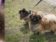 ¿Su perro respira normal? Las razas con mayor riesgo de trastorno respiratorio grave