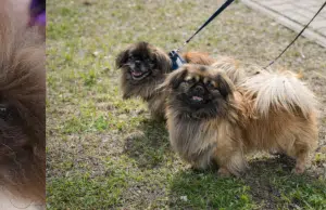¿Su perro respira normal? Las razas con mayor riesgo de trastorno respiratorio grave