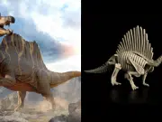 Descubren en el Sáhara nueva especie de Spinosaurus, uno de los dinosaurios más grandes de la Tierra: el hallazgo cuestiona su supuesto hábitat marino