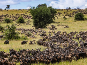 Trivia Maloka: rutas de la vida; migración animal y redes globales
