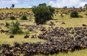 Trivia Maloka: rutas de la vida; migración animal y redes globales