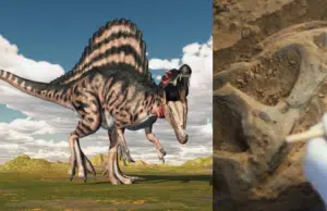 Encontraron en el desierto del Sáhara los fósiles de un dinosaurio de 13 metros que tendría cresta de colores