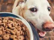 ¿Cuál es la mejor hora para dale de comer a un perro y cuánto debe comer, según su edad? Esto dicen veterinarios