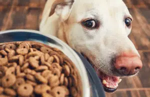 ¿Cuál es la mejor hora para dale de comer a un perro y cuánto debe comer, según su edad? Esto dicen veterinarios