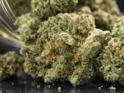 Estudio vincula el consumo de cannabis en la adolescencia con mayor riesgo de psicosis y trastorno bipolar