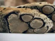 Bolivia liberará a un jaguar rescatado de los incendios forestales en la Amazonía