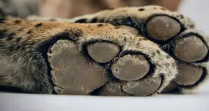 Bolivia liberará a un jaguar rescatado de los incendios forestales en la Amazonía